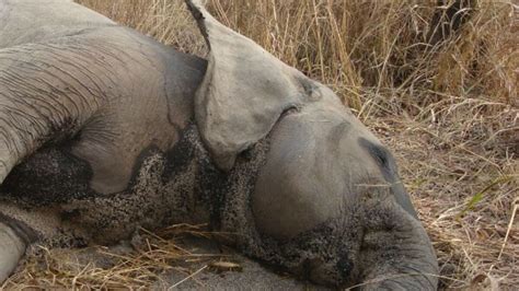 Braconnage les réseaux sociaux viennent au secours des rhinocéros et