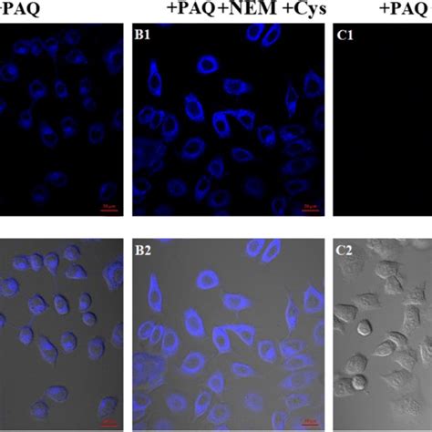 Fluorescence imaging of PAQ 10 μM and HeLa cells a Cells cultured