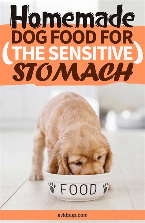 Homemade-Dog-Food-for-the-Sensitive-Stomach-7-Easy-Recipes | Avid Pup