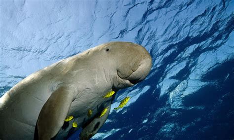 thailande  bebe dugong met le royaume en emoi gavroche thailande