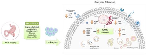 Biomedicines Special Issue Macrophages In Health And Non Infectious