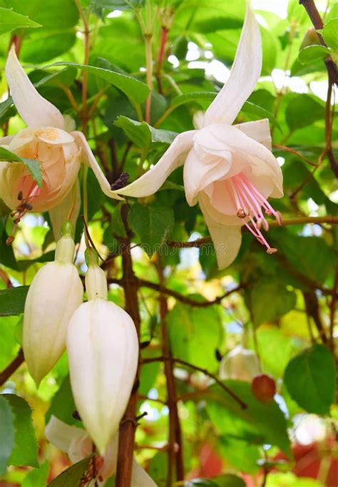 Flores Fucsias Blancas De Hawkshead Fucsia De Hardy Fuchsia O Del