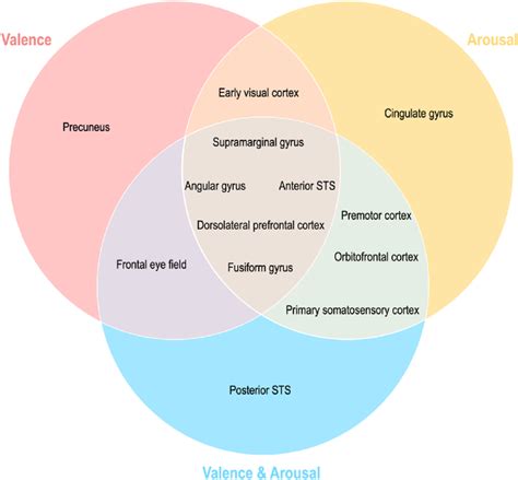 Summary of shared representation of dimensional emotions on the brain ...