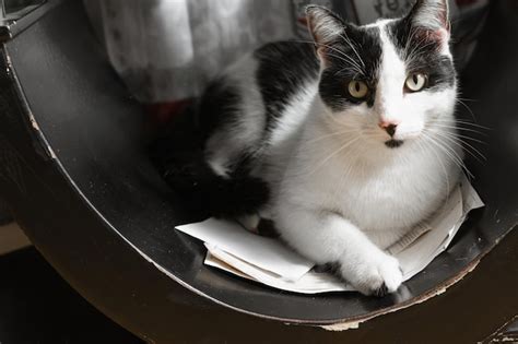 Gato De Raza Mixta Con Pelaje Blanco Y Negro Tirado En Los Papeles Que