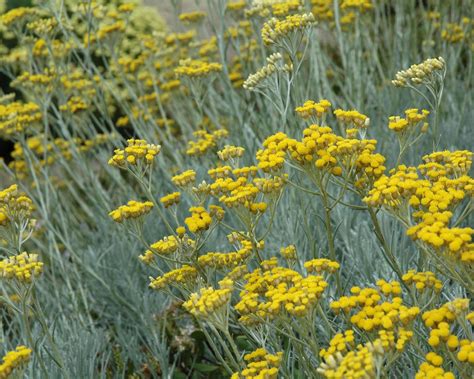 Best coastal plants: 21 top choices that will thrive near the ocean