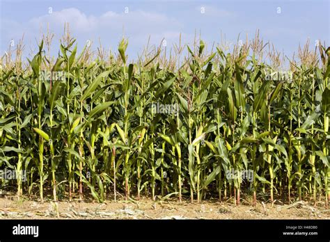 Corn Field Zea Mays Agriculture Field Economy Economy Field