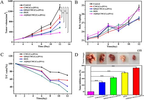 A Tumor Growth Curves Of Tumor Bearing Mice Treated With Different