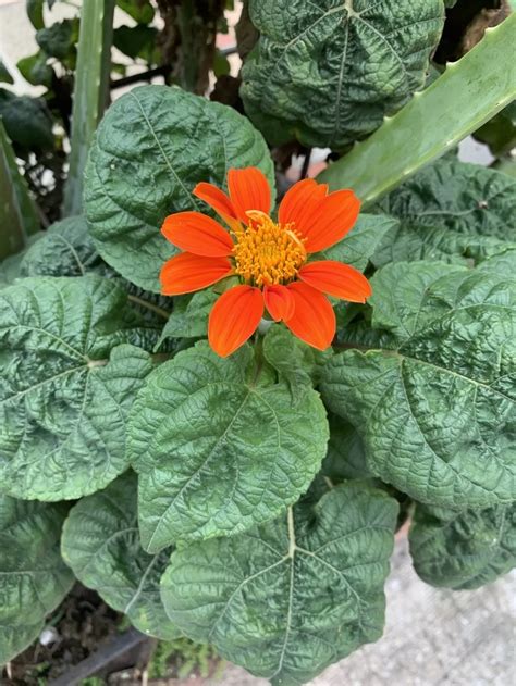 Tithonia Rotundifolia Mexican Sunflower Humboldt Life Lost Coast