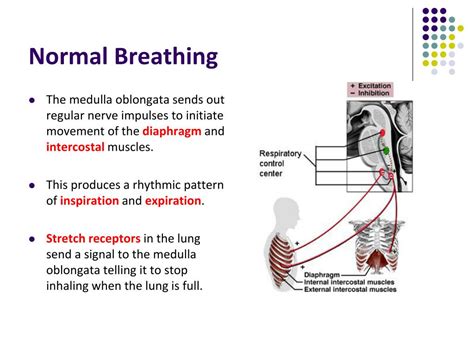 Ppt Control Of Breathing Powerpoint Presentation Free Download Id