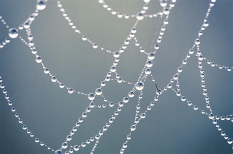 Premium Photo Spider Web Covered With Dew