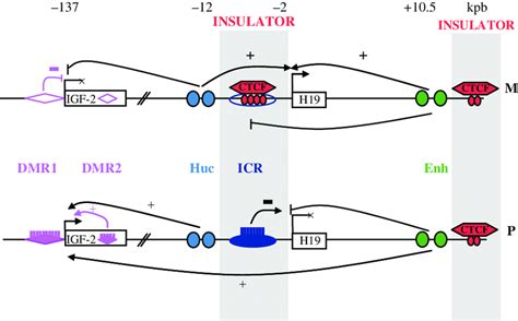 Reciprocal Imprinting Mechanism Of H And Igf Genes Activation Of