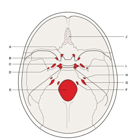 Diagram Of Foramina Of Base Of Skull Quizlet