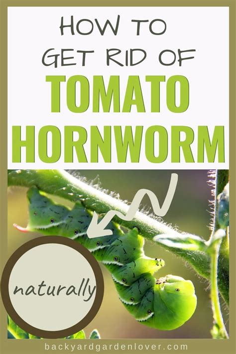 How To Get Rid Of Tomato Hornworms Naturally Tomato Worms How To Get Rid Tomato Hornworm