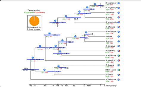 Phylogenetic Tree Showing Divergence Times And The Evolution Of Gene