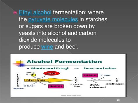 Microbial Fermentation By Aneela Saleem