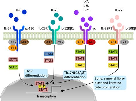 Frontiers Impact Of Janus Kinase Inhibition On The Treatment Of Axial