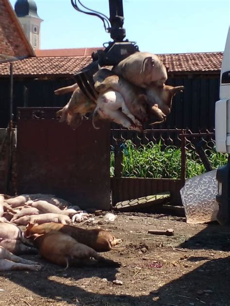 Penava Pokazao Fotografije Ovo Su Svinjci Pustih Slavonskih Sela Da