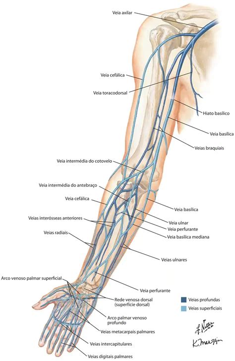 Membros Superiores Veias Anatomia Papel E Caneta