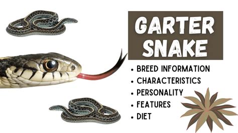 Garter Snakes - Breed Types, Diet, Habitat + Are They Dangerous?