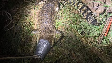 Girl, 12, escapes 2.2m croc attack in Darwin rural area | The Advertiser