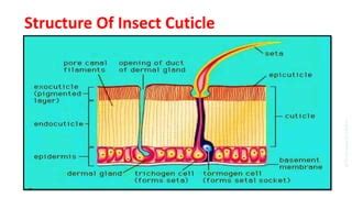 Insect Cuticle And Moulting PPT