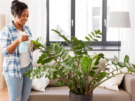 Zz Plant Care And Maintenance Tips Hgtv