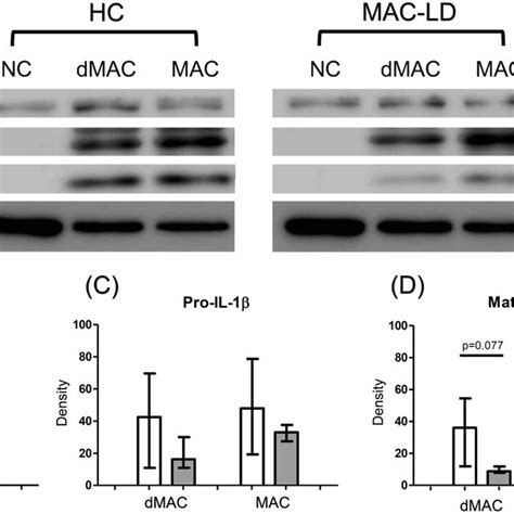 Intracellular Protein Of Interleukin 1 Beta Il 1β And Inactive