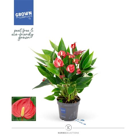 Anthurium Million Flowers Red — Plant Wholesale Floraccess