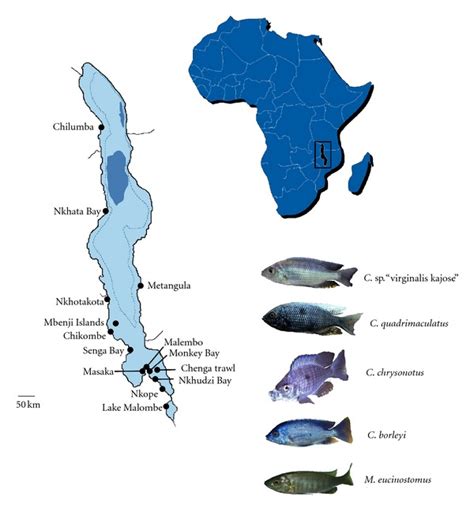 Map Of Lake Malawi Showing The Localities Sampled A Detailed Listing