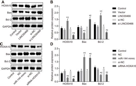 Tumor Promoting Activity Of Long Noncoding RNA LINC00466 In Lung