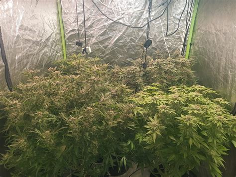 Barney S Farm Glookies Barney S Farm Strawberry Lemonade Grow Diary