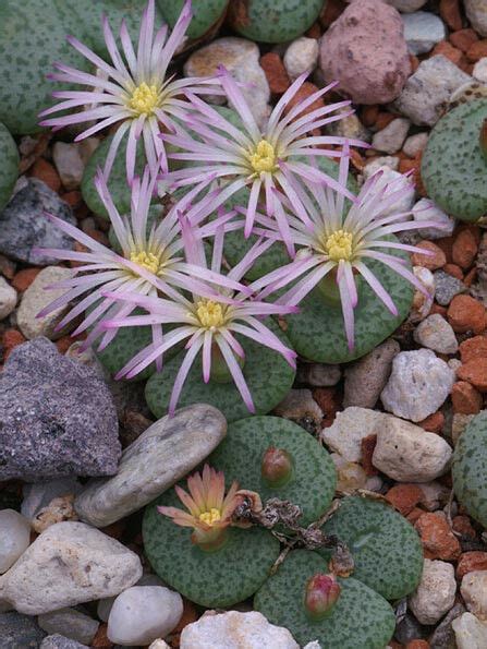 15 Seeds Conophytum Obcordellum Ssp Ceresianum Living Stones Mesemb