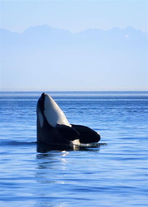 Whale Watching on Vancouver Island - Anne McKinnell Photography