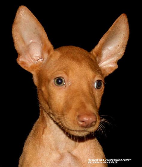 pharaoh hound pictures  informations dog breedscom