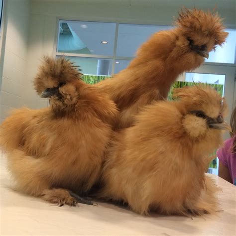 List Pictures Pictures Of Silkie Chickens Superb