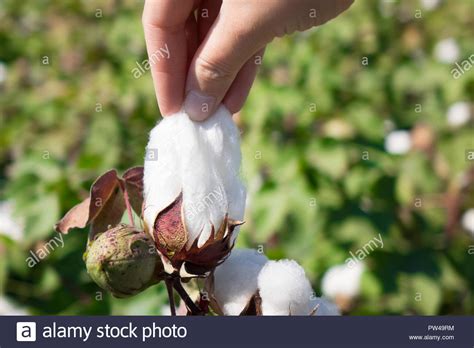 cotton cultivation  picking