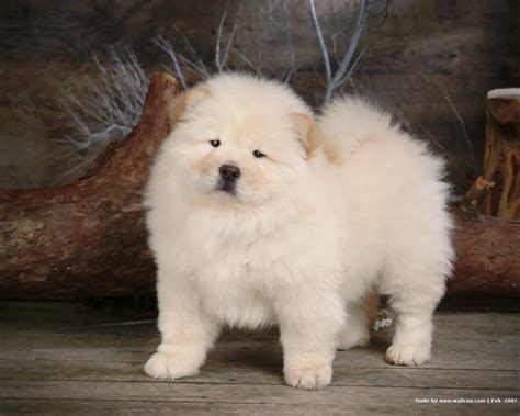 Pics Photos Puppies Chow Chow Puppy Wallpaper