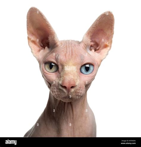 Close Up Of A Sphynx Looking At The Camera With Wall Eyes 4 Years Old