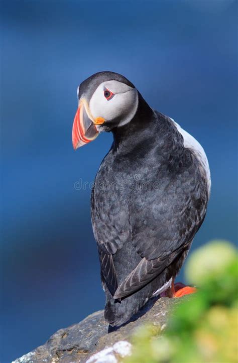 Flying Puffin Atlantic Puffin Fratercula Artica Artic Black And