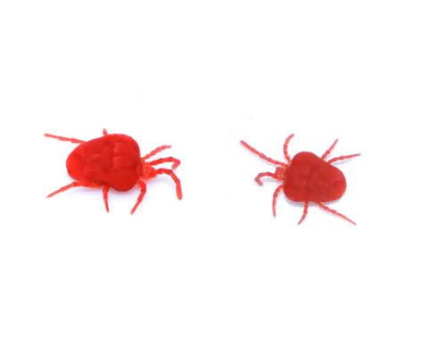 Clover Mite Identification, Habits & Behavior | Active Pest Control - Pest Control and ...