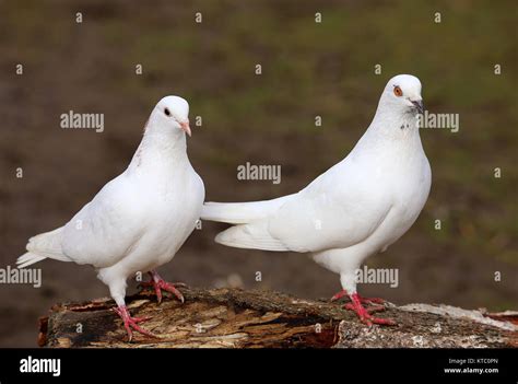 Two White Doves Photography