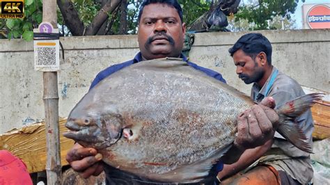 Kasimedu Speed Selvam Big Size Pomfret Fish Cutting Video K