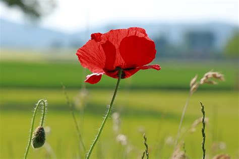 Mohn Corn Poppy Mohnblume Kostenloses Foto Auf Pixabay Pixabay