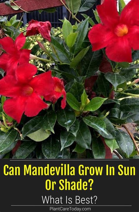 Red Flowers With Green Leaves And The Words Can Mandevilla Grow In Sun