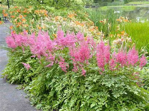 Extend the Blooming Season of Your Astilbes