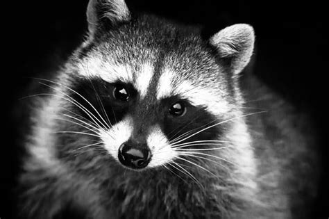 Free Photo Black And White Portrait Of Cute Raccoon Animals Black