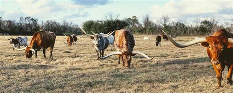 Texas Longhorn Cattle: A Comprehensive Guide to Raising and Management