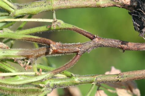 Phytophthora Root And Stem Rot Soybean Disease Soybean Research And Information Network Srin