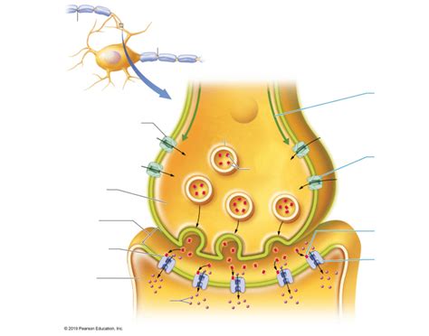 Parts of Chemical Synapse Quiz