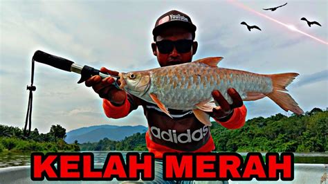 Mendebarkan Strike Ikan Kelah Merah Seberat Hampir 2KG Ikan